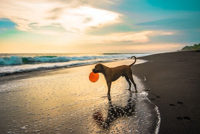 dog with a frisbee