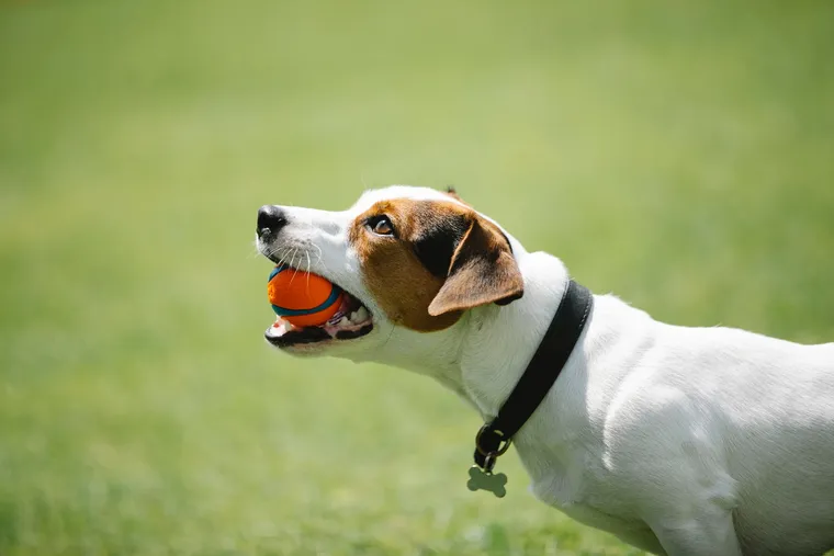 dog with a ball