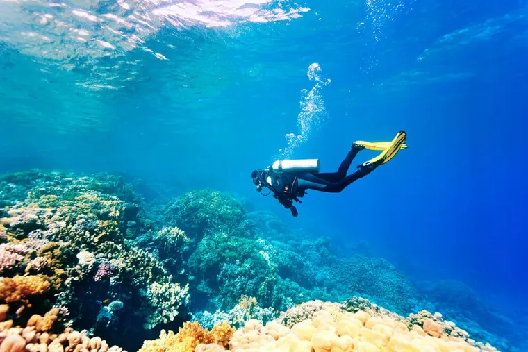 coral reef deep dive